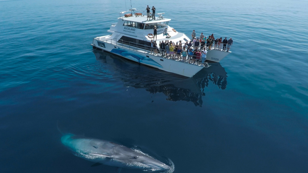 巨大鲸鱼
